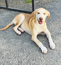 Oliver - Photo 4