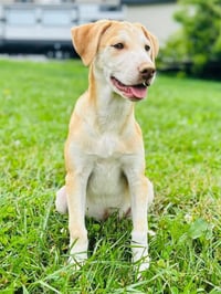Oliver - Photo 1