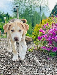 Oliver - Photo 3
