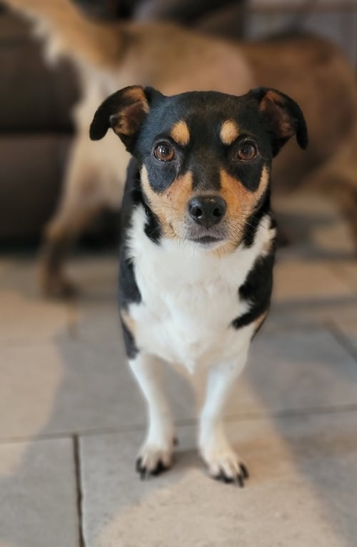 APPLE - Beagle / Jack Russell Terrier available for adoption