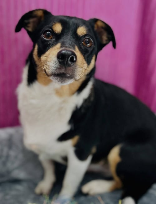 APPLE - Beagle / Jack Russell Terrier available for adoption