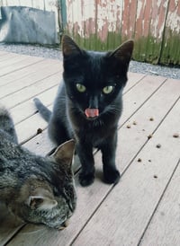 My Purrrrrfect Partner - Photo 5