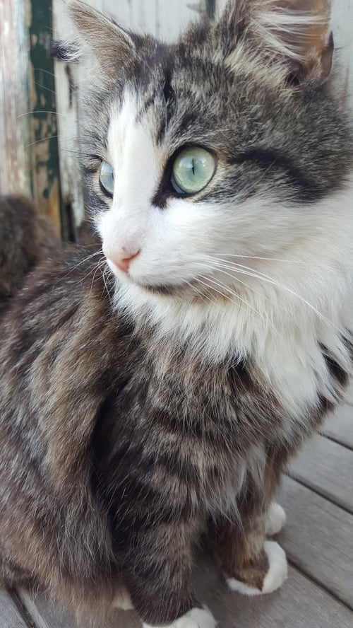 MY PURRRRRFECT PARTNER - American Shorthair available for adoption