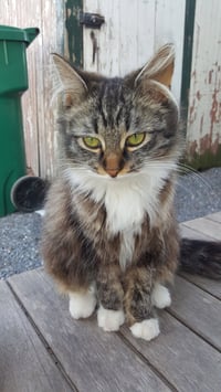 My Purrrrrfect Partner - Photo 3