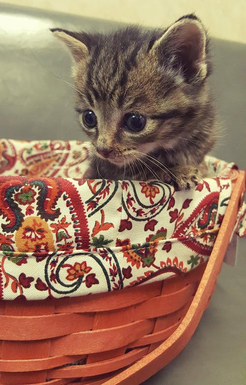 MY PURRRRRFECT PARTNER - American Shorthair available for adoption