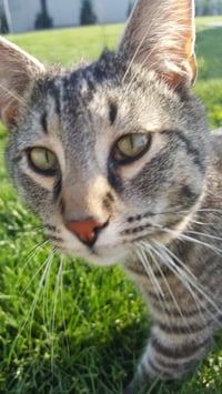 My Purrrrrfect Partner - Photo 4