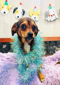 Widdle - Photo 4