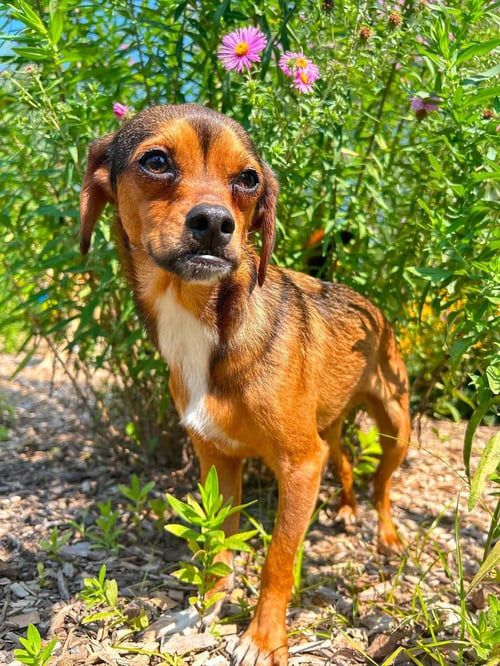 WIDDLE - Terrier / Chihuahua available for adoption