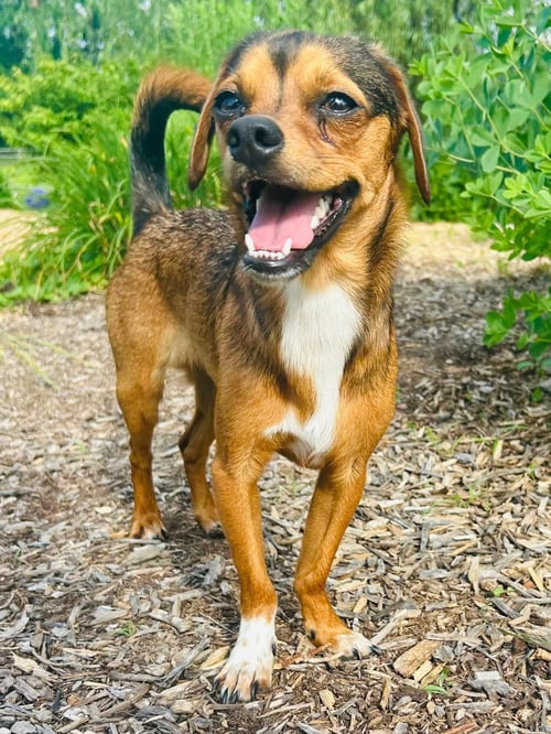 WIDDLE - Terrier / Chihuahua available for adoption