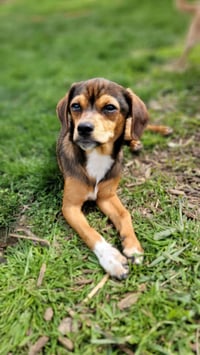 Widdle - Photo 2