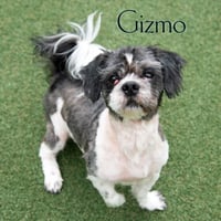 Gizmo - Photo 1