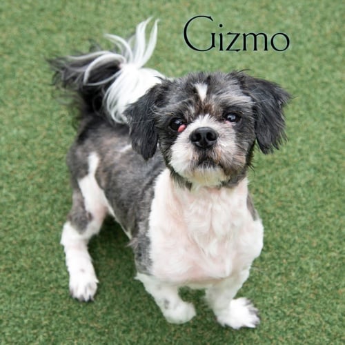 GIZMO - Shih Tzu available for adoption