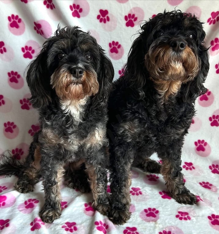 Tensley & Teddy Image