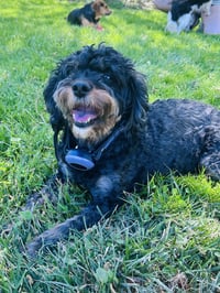 Tensley & Teddy - Photo 4