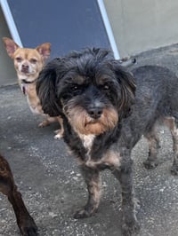 Tensley & Teddy - Photo 3