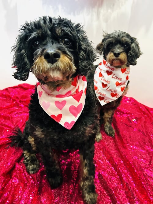 TENSLEY & TEDDY - Cavalier King Charles Spaniel / Poodle (Miniature) available for adoption