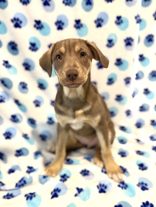 OTTER - Chihuahua / Labrador Retriever available for adoption