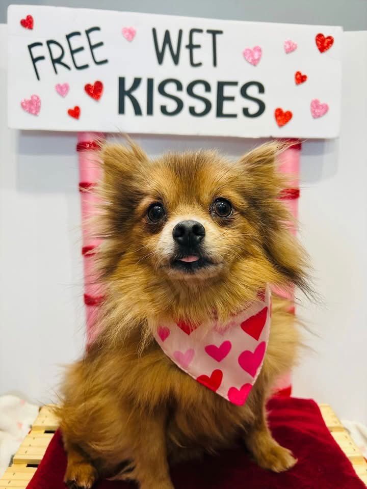 THEO - Pomeranian available for adoption