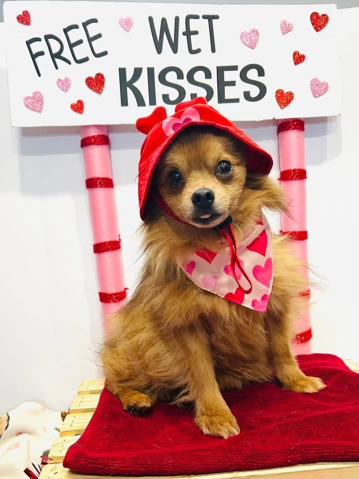 THEO - Pomeranian available for adoption