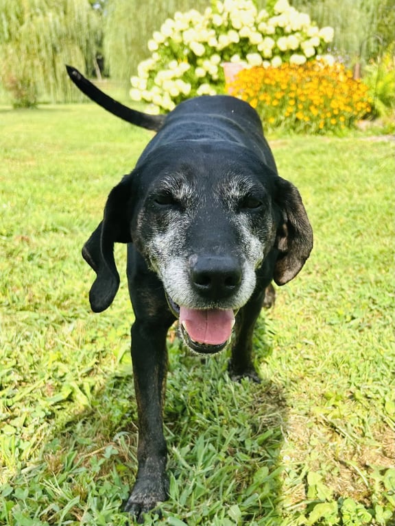 Maci Image