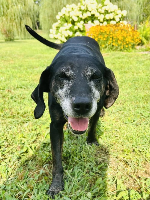 MACI - Labrador Retriever / Hound available for adoption