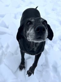 Maci - Photo 2