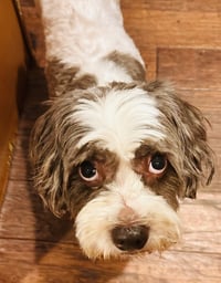 Archie - Photo 5