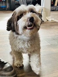 Archie - Photo 3