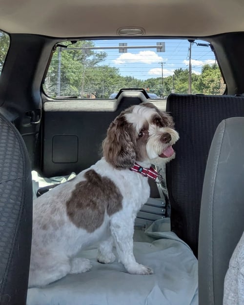 ARCHIE - Shih Tzu available for adoption