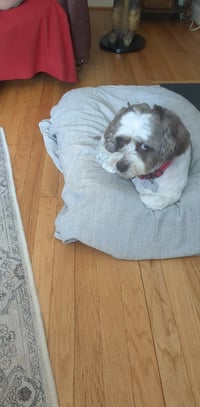 Archie - Photo 4