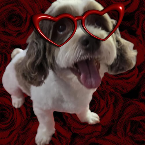 ARCHIE - Shih Tzu available for adoption