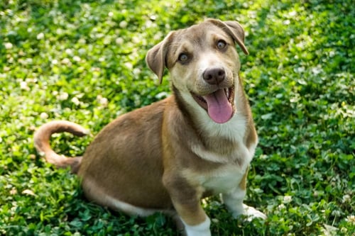 ZEAK - Chihuahua available for adoption