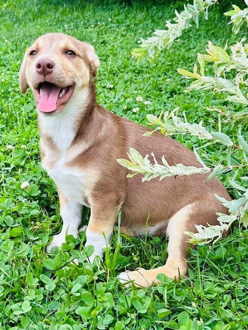 ZEAK - Chihuahua available for adoption