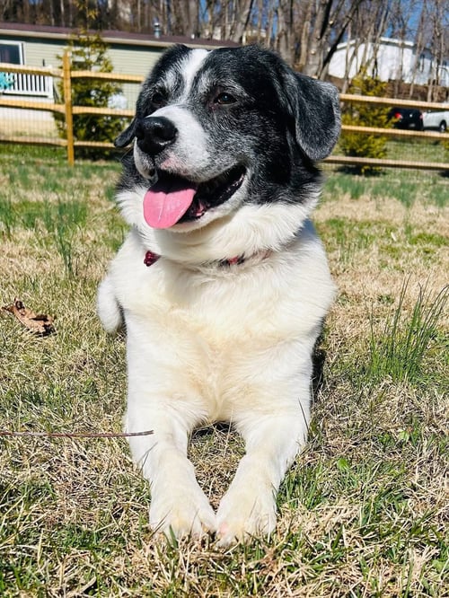 KODA AND NIKO - Collie / Shepherd available for adoption