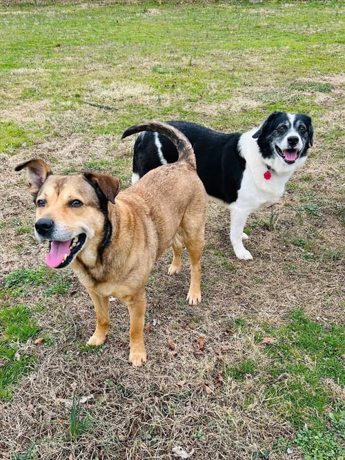 KODA AND NIKO - Collie / Shepherd available for adoption