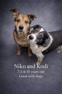 Koda and Niko - Photo 4