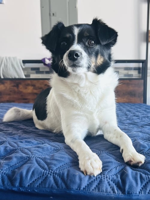 MARCY - Border Collie / Jack Russell Terrier available for adoption