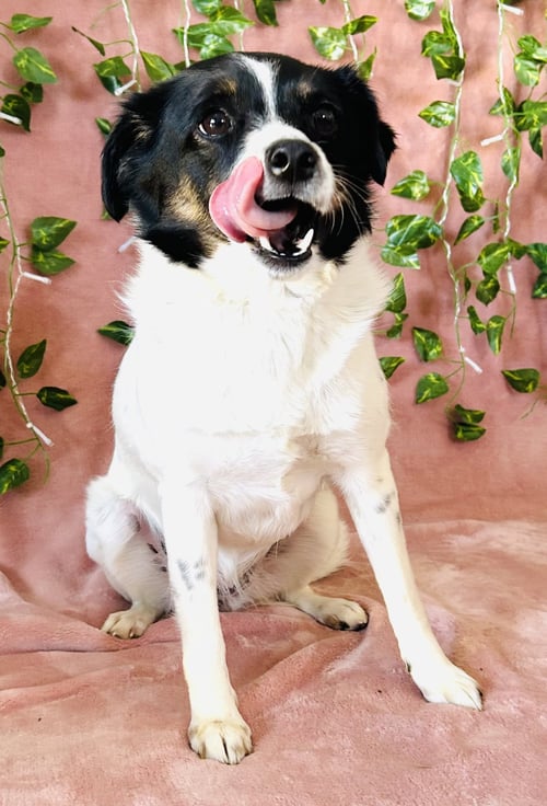 MARCY - Border Collie / Jack Russell Terrier available for adoption
