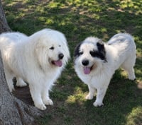 Bert & Ernie - Photo 1