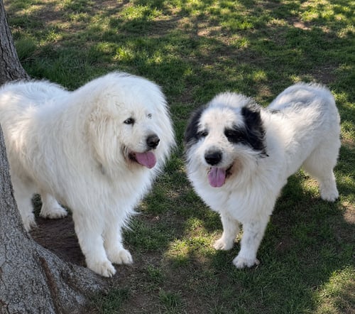 BERT & ERNIE - Great Pyrenees available for adoption