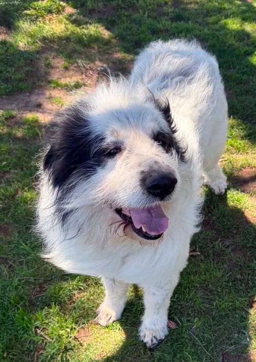 BERT & ERNIE - Great Pyrenees available for adoption