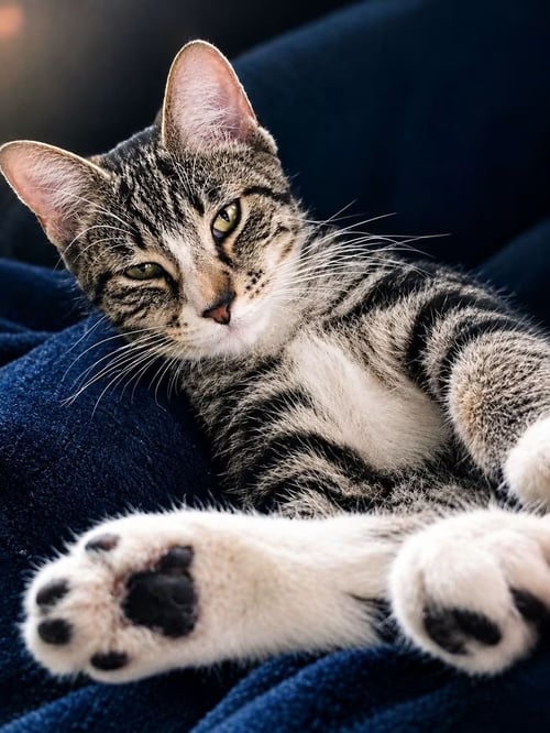 JOURNEY - Domestic Short Hair available for adoption