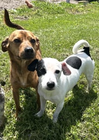 Cash & Gizmo - Photo 2