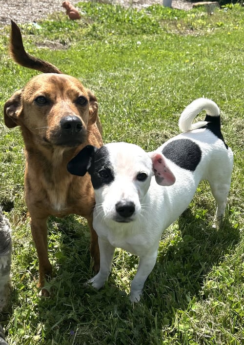 CASH & GIZMO - Rat Terrier available for adoption