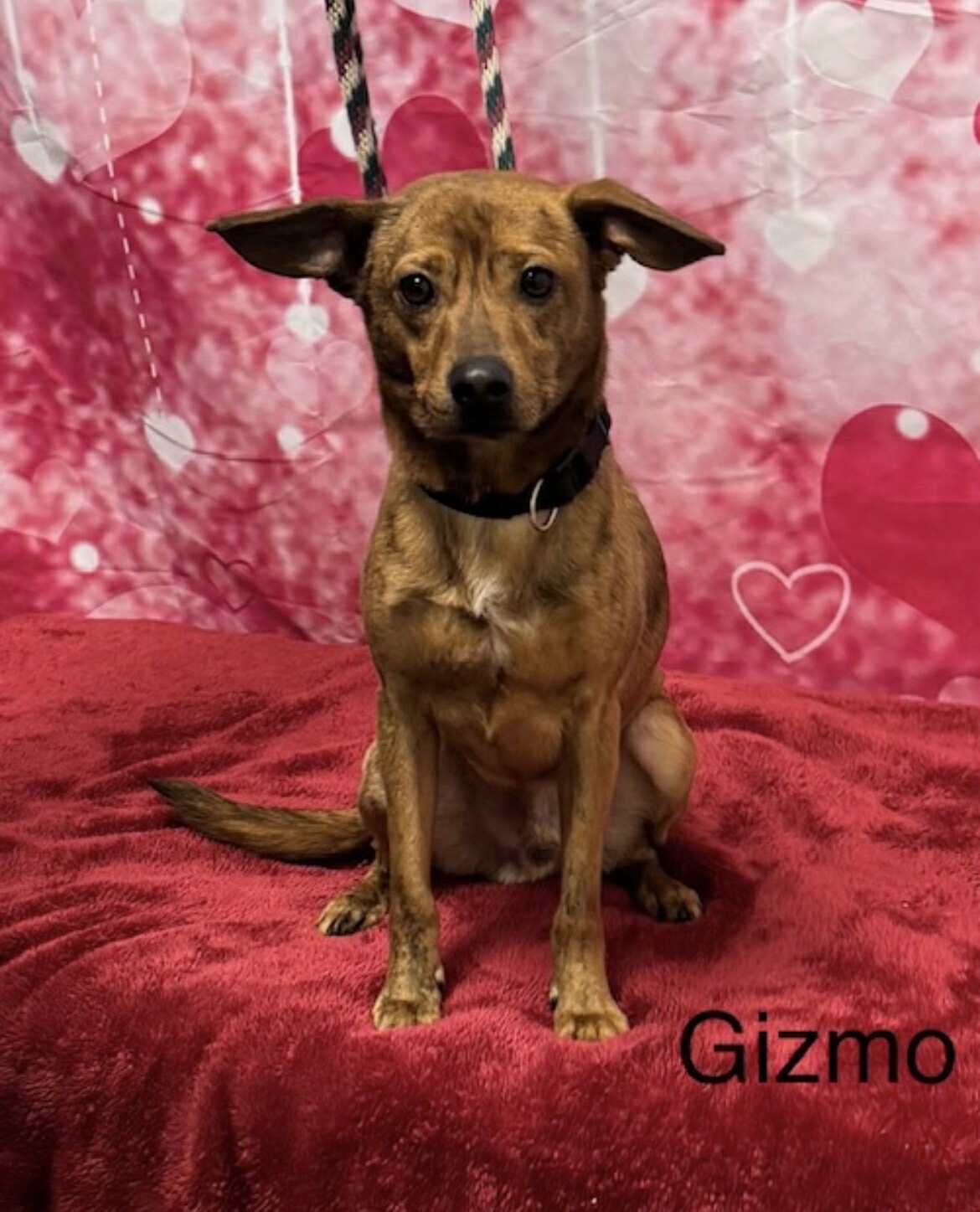 CASH AND GIZMO - Rat Terrier available for adoption