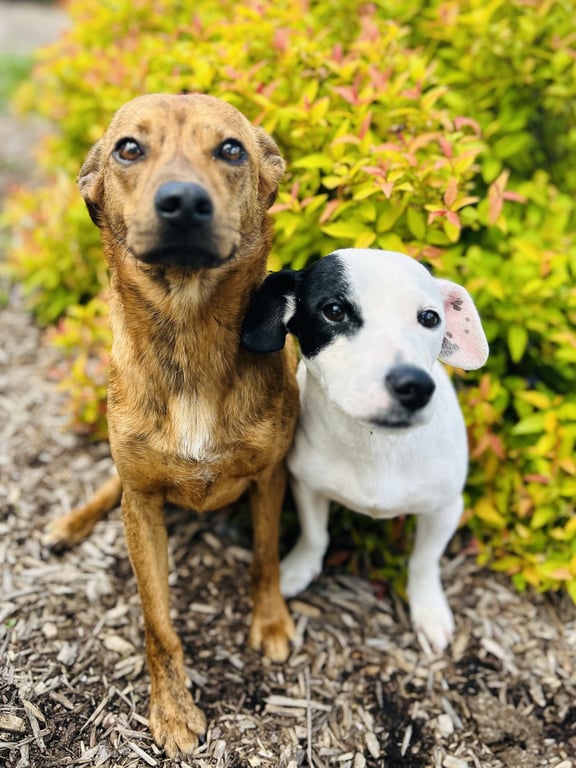 Cash & Gizmo Image