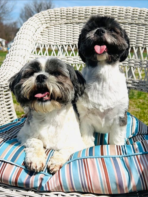 CALLIE & MOLLY - Shih Tzu available for adoption