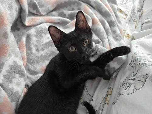 TOADSTOOL - Domestic Short Hair available for adoption