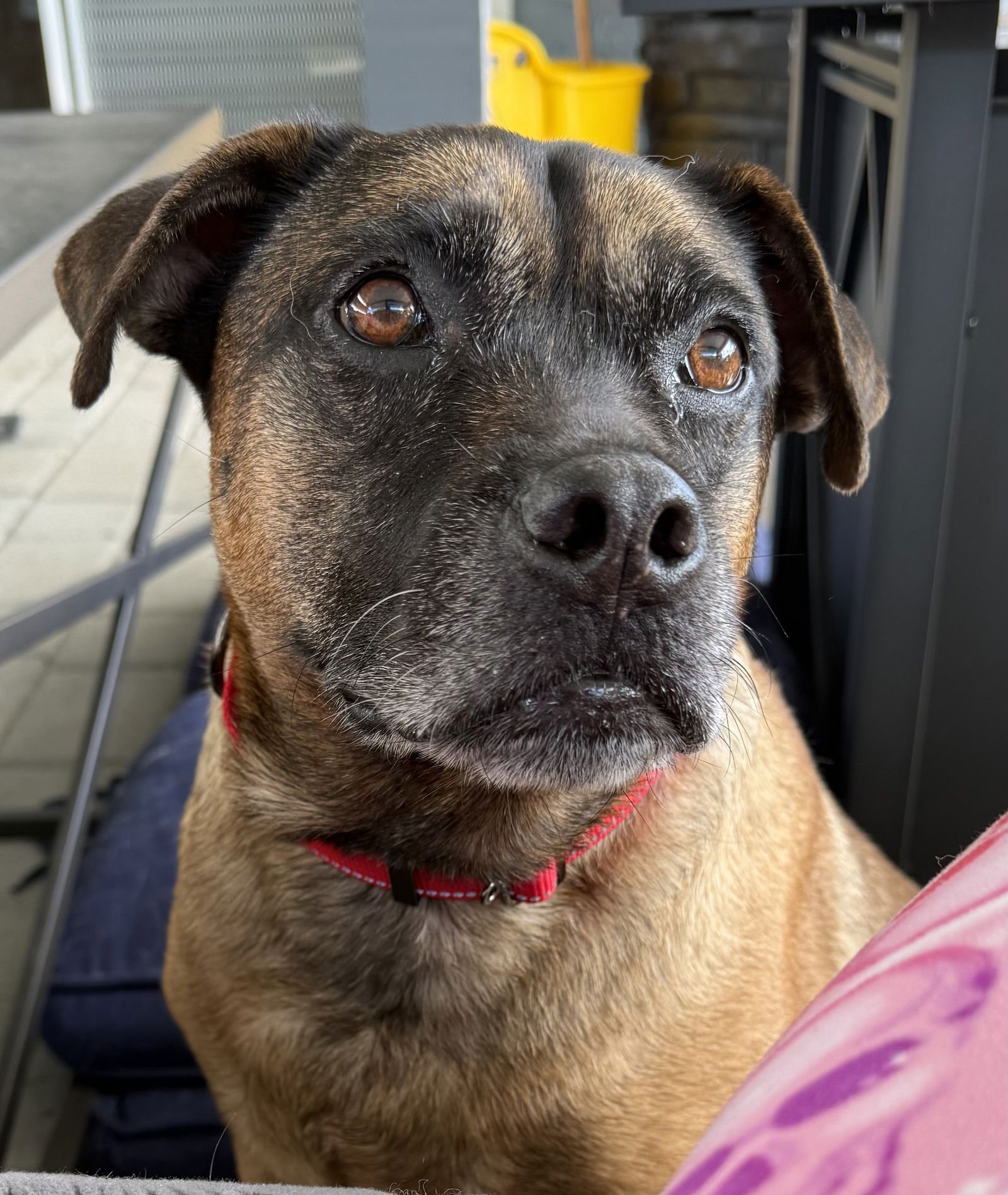 BELLA - Dutch Shepherd for adoption in Boca Raton