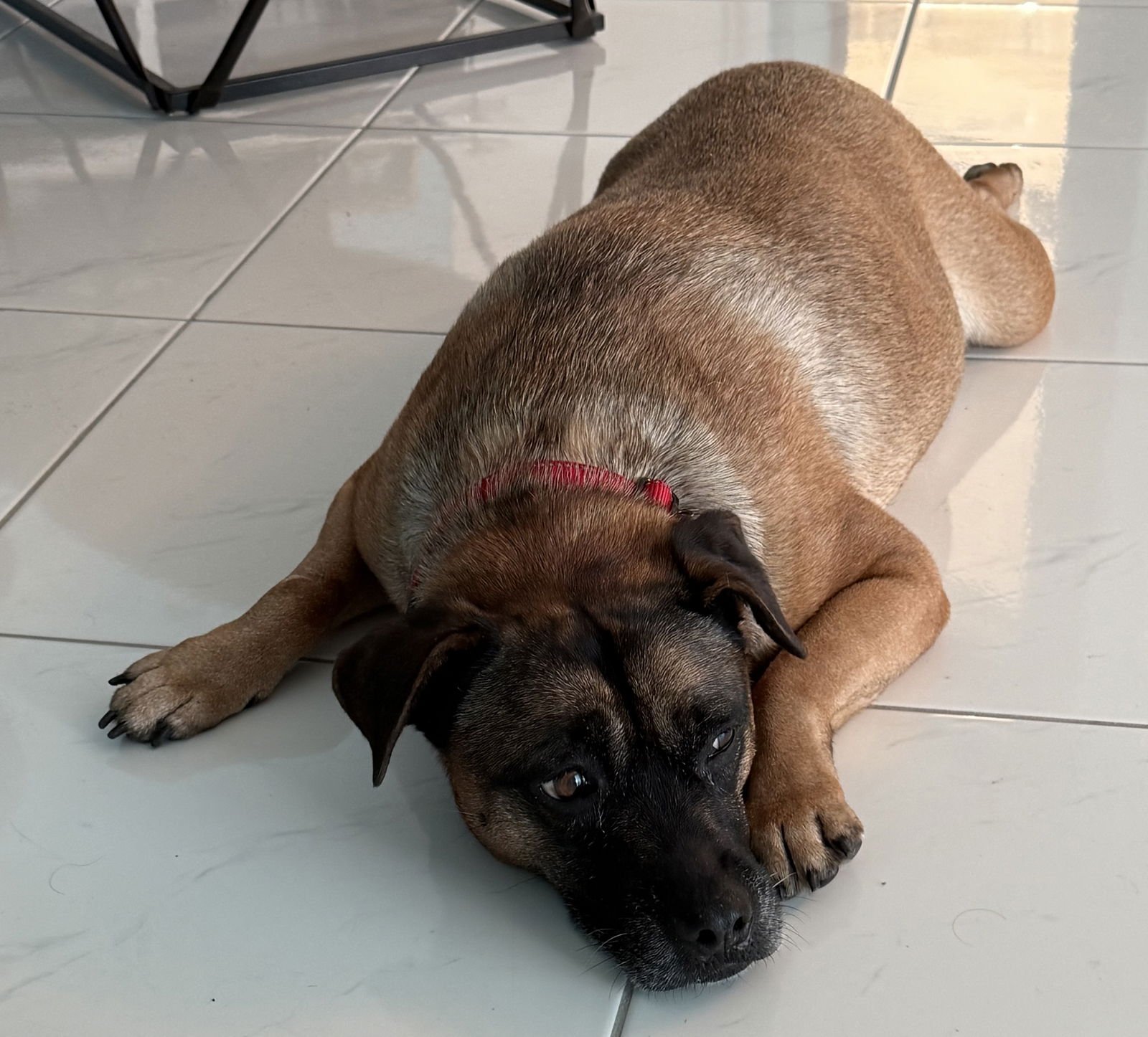 BELLA - Dutch Shepherd available for adoption